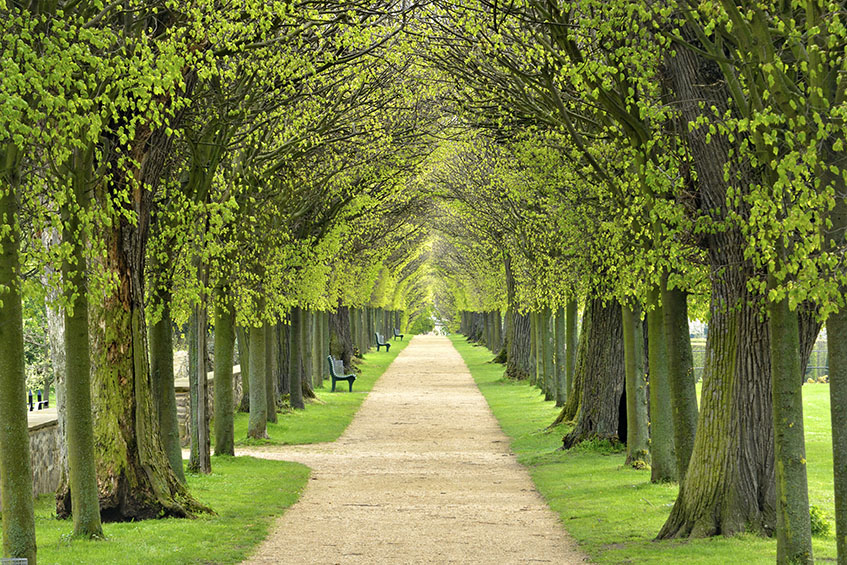 Basswood tree – East Hill Tree Farm