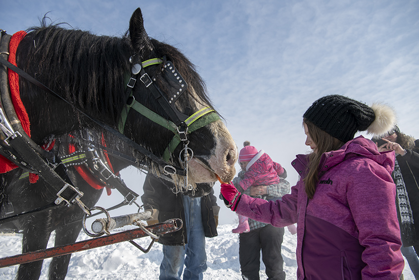 feeding-horse