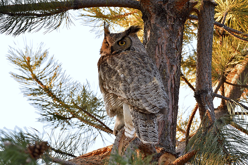 Great horned owl