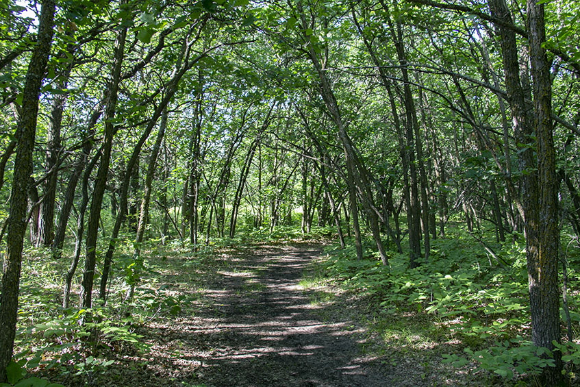 Beaudry park_Classic