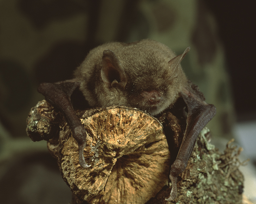 Little brown bat