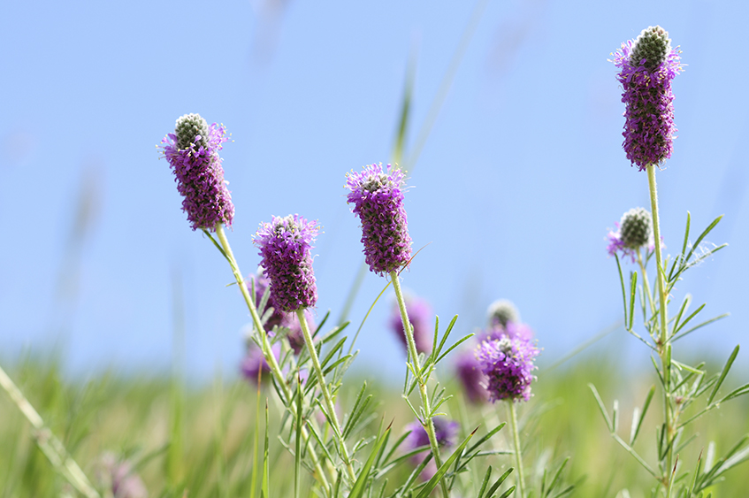 Purple prairie-clover