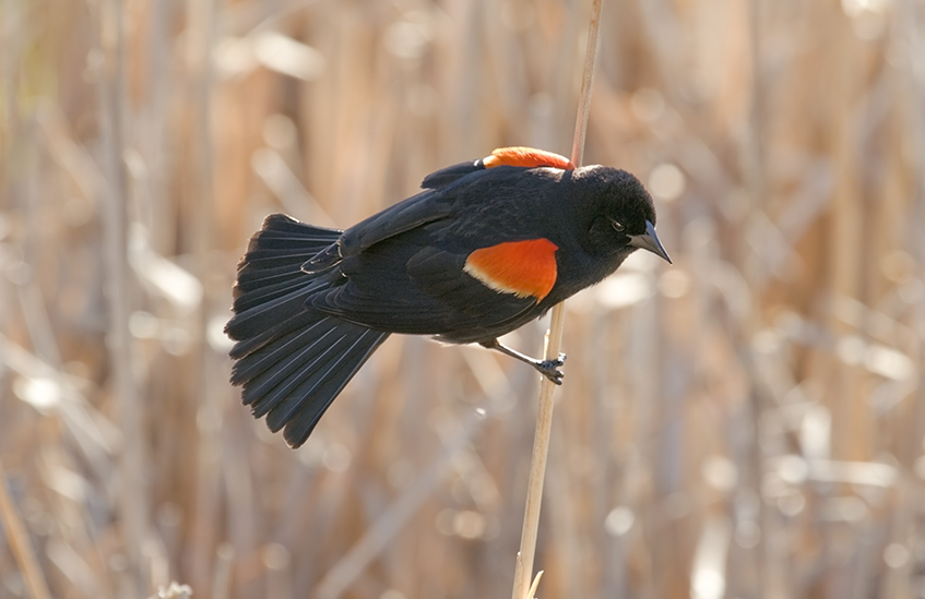 Red-winged Blackbird