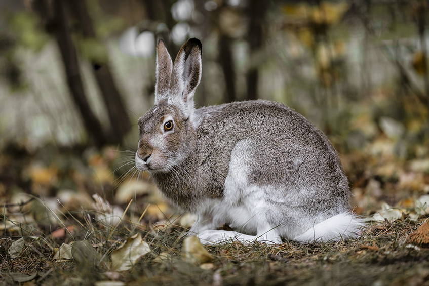 White-tailed jackrabbit