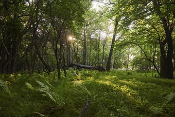 2019July16_DSC_5605-TFwebsite-nature-basswood forest