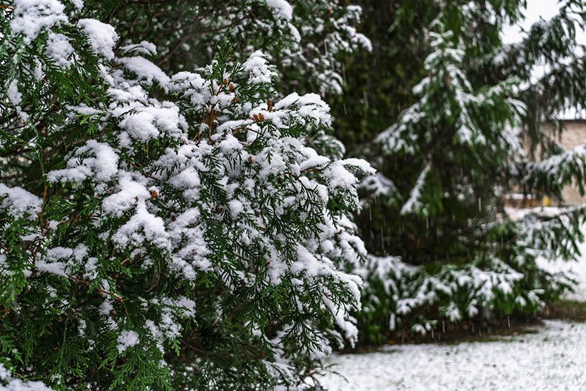 Landscape - winterize your home