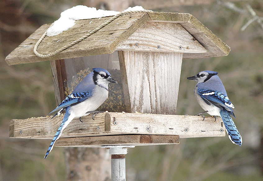 Fall_Gardening_birdfeeder Fall_Gardening_birdfeeder