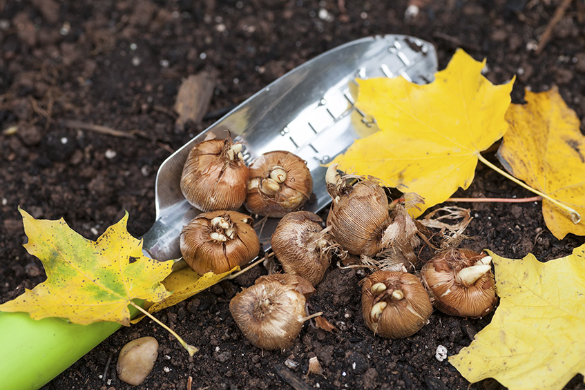 Fall_Gardening_crocusbulbs Fall_Gardening_crocusbulbs