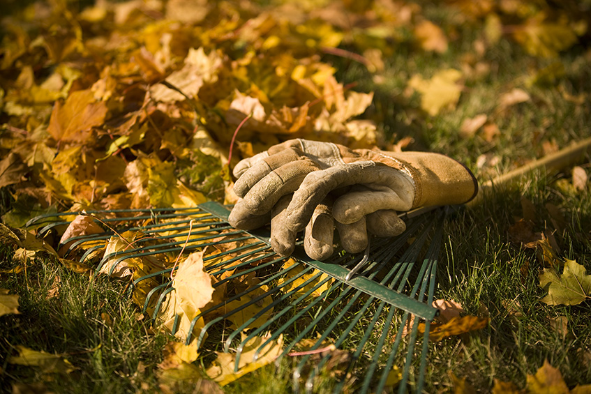 Fall_Gardening_leaves Fall_Gardening_leaves