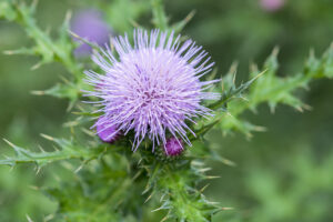Cirsium arvense( thistle) flower